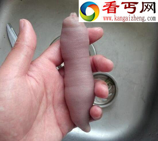 世界上最邪恶的食物，“海肠子”单环刺螠让人无法直视