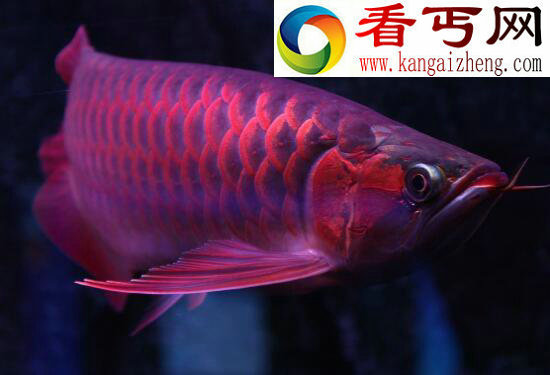 世界上最贵的鱼——血红龙（价值高达500万还不能吃）