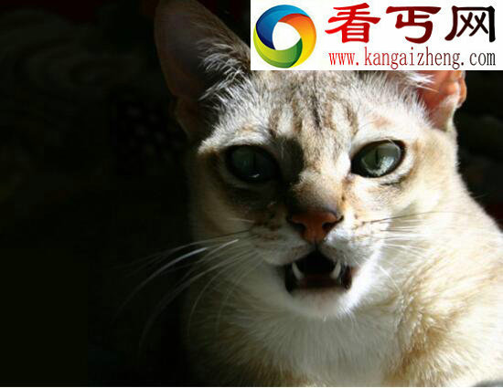 世界上最小的猫，喜马拉雅猫Tker Toy长19厘米（吉尼斯认证）