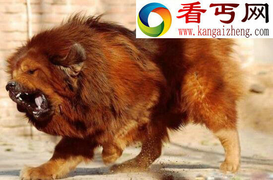 世界上最大的藏獒王，巨獒比尔身价3000万(肩高0.8米)