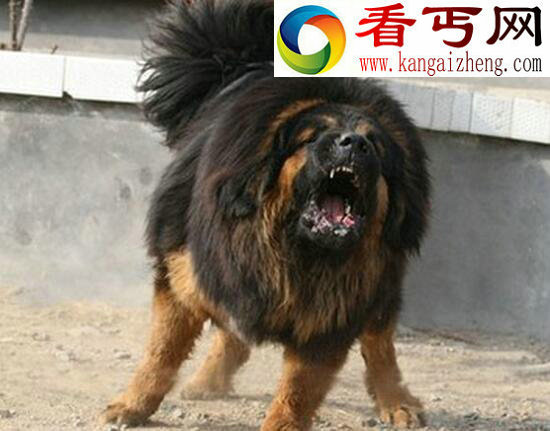 青狼獒与鬼獒谁最凶猛，青狼獒图片大全