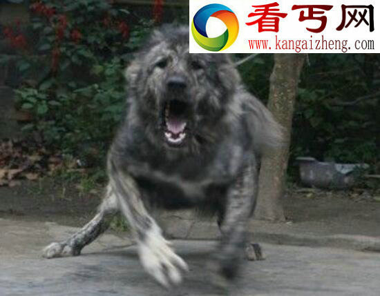 青狼獒与鬼獒谁最凶猛，青狼獒图片大全