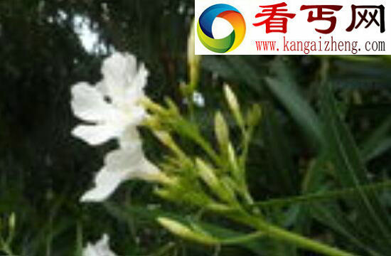 世界上最毒的花——坏女人花渗出毒液损伤眼睛