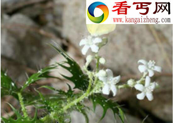 世界上最毒的花——坏女人花渗出毒液损伤眼睛