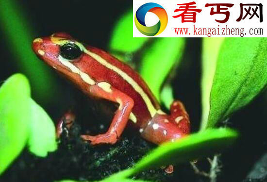 剧毒之灵幽灵箭毒蛙，中毒无法抢救(0.1ml蛙毒6秒致死)