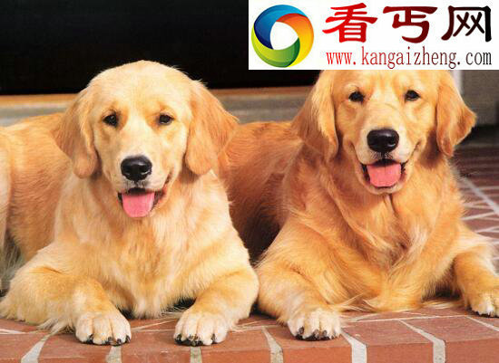 宠物狗能活多少年，平均寿命为10—15年(有狗能活30岁)