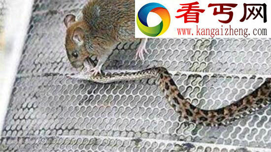 最凶残老鼠——食蛇鼠，捕食蛇类的啮齿类动物