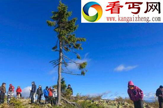 世界上最古老的树，位于瑞典的千年树妖Old Tjikko（9500岁）