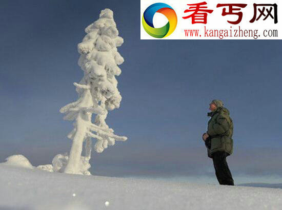 世界上最古老的树，位于瑞典的千年树妖Old Tjikko（9500岁）