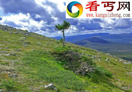 世界上最古老的树，位于瑞典的千年树妖Old Tjikko（9500岁）