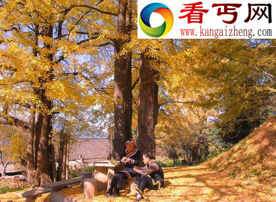 世界上最古老的树，位于瑞典的千年树妖Old Tjikko（9500岁）