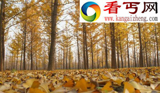 世界上最古老的树，位于瑞典的千年树妖Old Tjikko（9500岁）