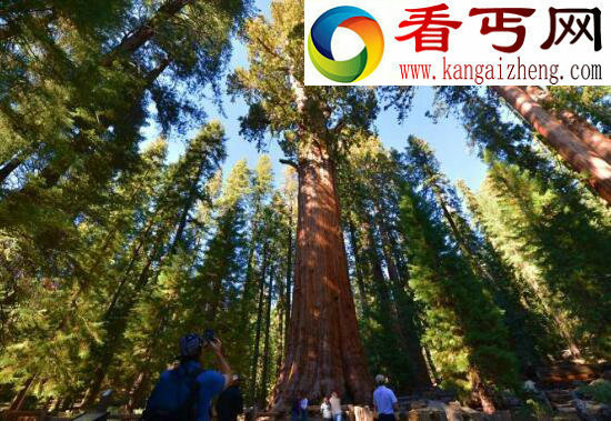 世界上最古老的树，位于瑞典的千年树妖Old Tjikko（9500岁）