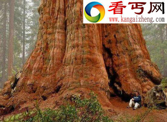 世界上最古老的树，位于瑞典的千年树妖Old Tjikko（9500岁）