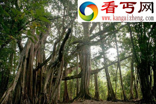 世界上最古老的树，位于瑞典的千年树妖Old Tjikko（9500岁）
