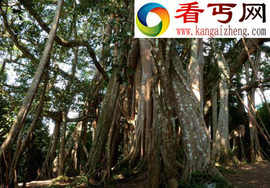 世界上最古老的树，位于瑞典的千年树妖Old Tjikko（9500岁）
