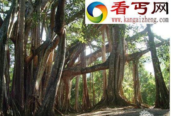 世界上最古老的树，位于瑞典的千年树妖Old Tjikko（9500岁）
