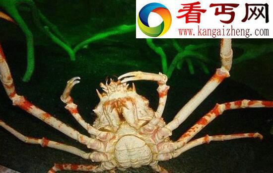 世界上最大的螃蟹，巨型杀人蟹体长4米不杀人