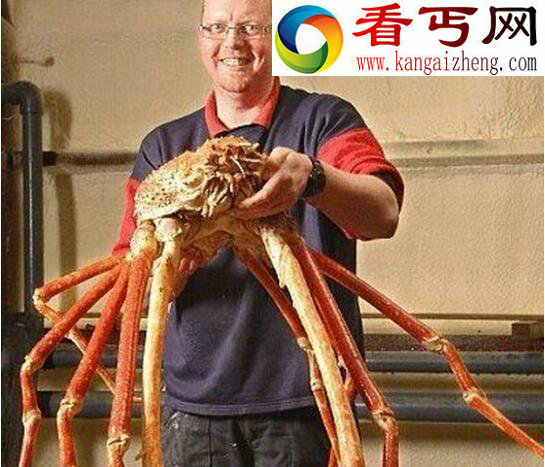 世界上最大的螃蟹，巨型杀人蟹体长4米不杀人