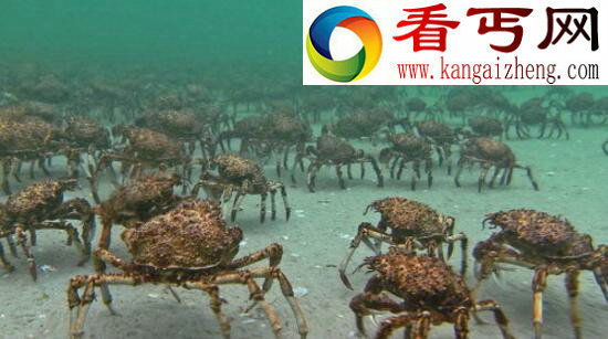 世界上最大的螃蟹，巨型杀人蟹体长4米不杀人