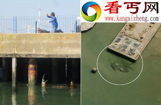 世界上最大的螃蟹，巨型杀人蟹体长4米不杀人