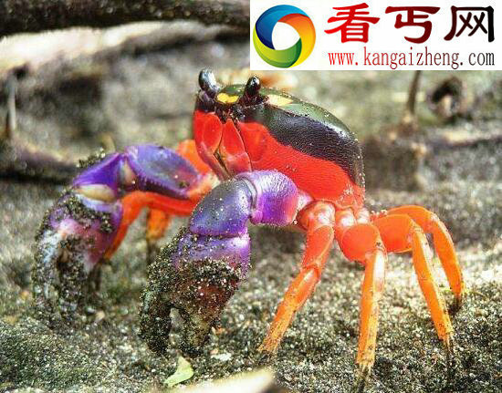 世界上最大的螃蟹，巨型杀人蟹体长4米不杀人