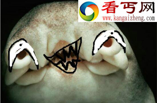 世界上最萌的鲨鱼，澳大利亚虎鲨会微笑(图)