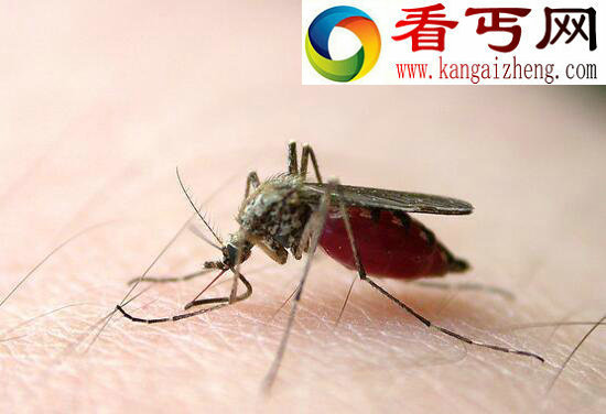中国发现世界上最大的蚊子，120万只蚊子能吸干人血