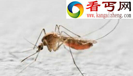 中国发现世界上最大的蚊子，120万只蚊子能吸干人血