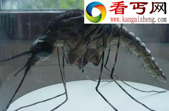 中国发现世界上最大的蚊子，120万只蚊子能吸干人血