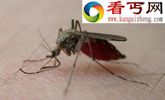 中国发现世界上最大的蚊子，120万只蚊子能吸干人血