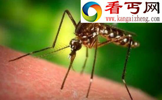 中国发现世界上最大的蚊子，120万只蚊子能吸干人血