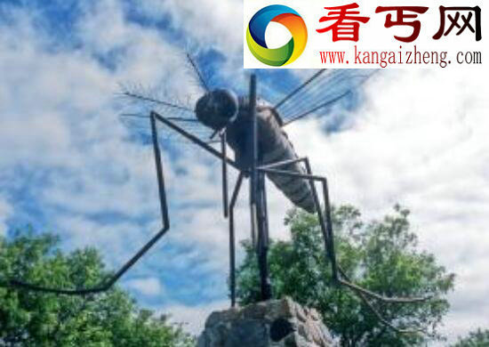 中国发现世界上最大的蚊子，120万只蚊子能吸干人血