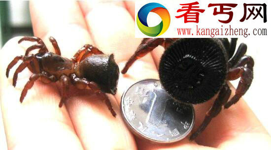 世界上最奇葩的蜘蛛，屁股上印铜钱的金钱活门蜘蛛