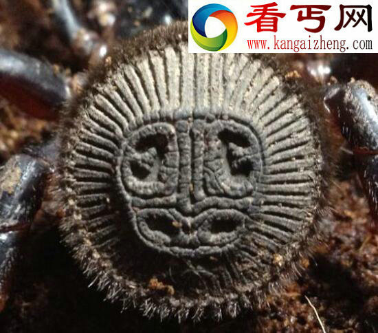 世界上最奇葩的蜘蛛，屁股上印铜钱的金钱活门蜘蛛