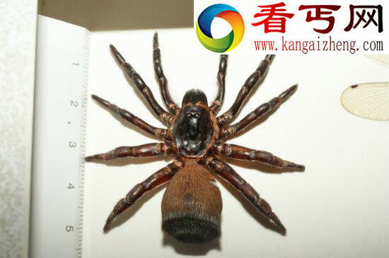 世界上最奇葩的蜘蛛，屁股上印铜钱的金钱活门蜘蛛