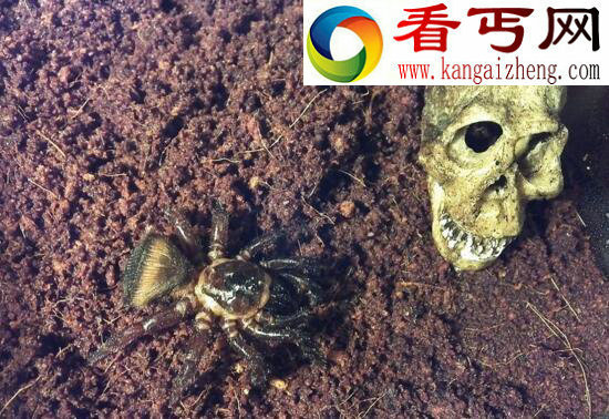 世界上最奇葩的蜘蛛，屁股上印铜钱的金钱活门蜘蛛