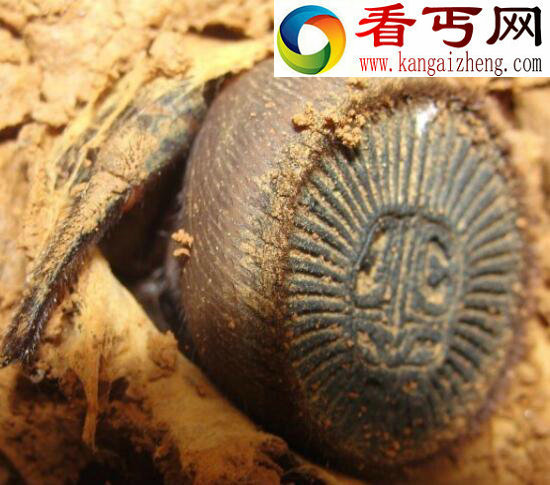 世界上最奇葩的蜘蛛，屁股上印铜钱的金钱活门蜘蛛