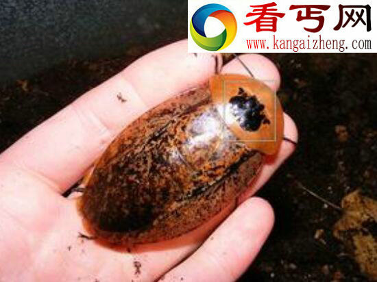 世界上最奇葩的蜘蛛，屁股上印铜钱的金钱活门蜘蛛
