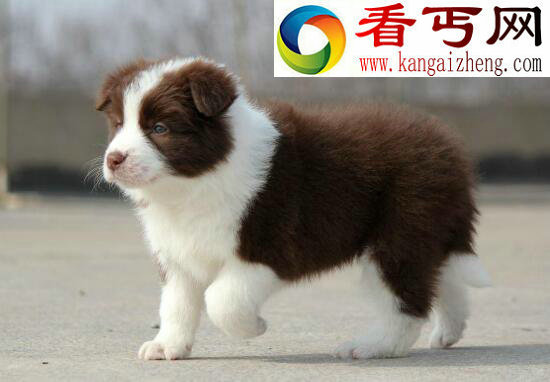 什么狗最聪明，边境牧羊犬竟能照顾小孩