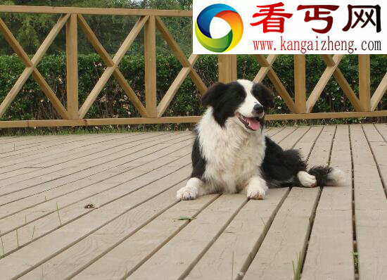 什么狗最聪明，边境牧羊犬竟能照顾小孩