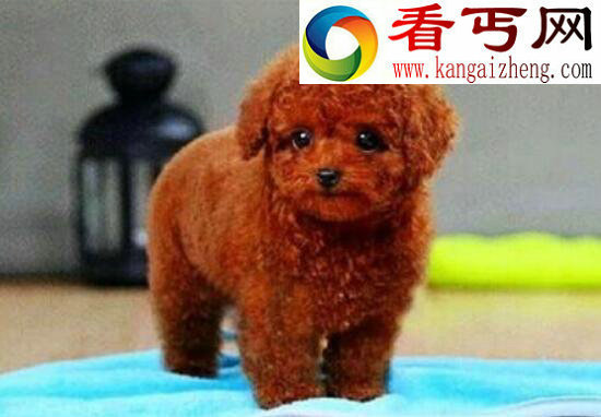 什么狗最聪明，边境牧羊犬竟能照顾小孩