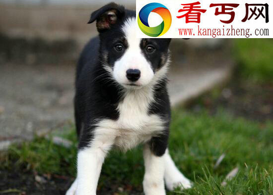 什么狗最聪明，边境牧羊犬竟能照顾小孩