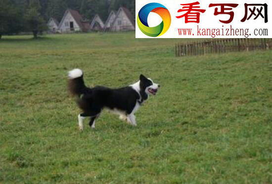 什么狗最聪明，边境牧羊犬竟能照顾小孩