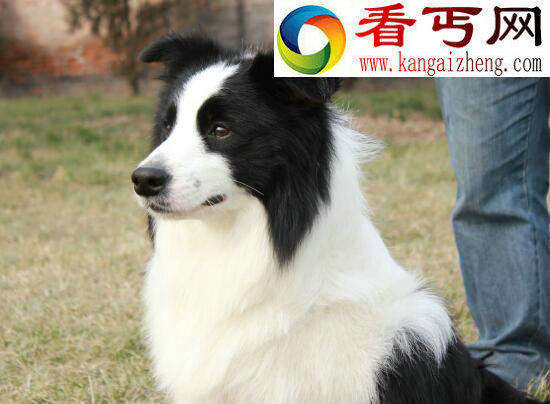 什么狗最聪明，边境牧羊犬竟能照顾小孩