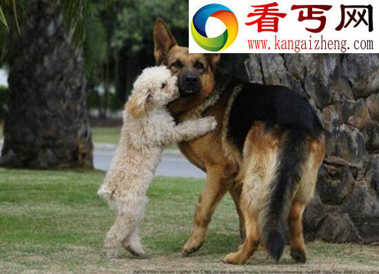 什么狗最聪明，边境牧羊犬竟能照顾小孩