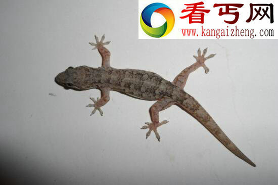 壁虎的寿命有多长，一般5-8年(最长可活十年)