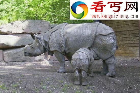 世界上最珍贵的犀牛，濒临灭绝的爪哇犀牛(全球不到100头)