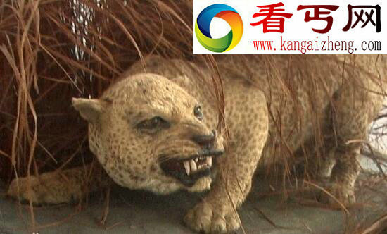 世界上最珍贵的犀牛，濒临灭绝的爪哇犀牛(全球不到100头)