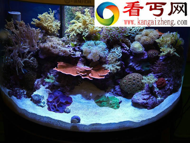 全球8大魔力水族馆 奇幻海底世界都在这里！